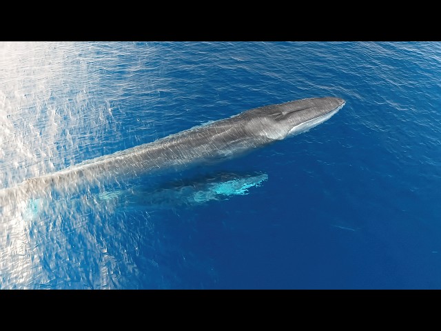 The Mediterranean’s Edge: Fighting for Survival in a Changing Sea 🌊