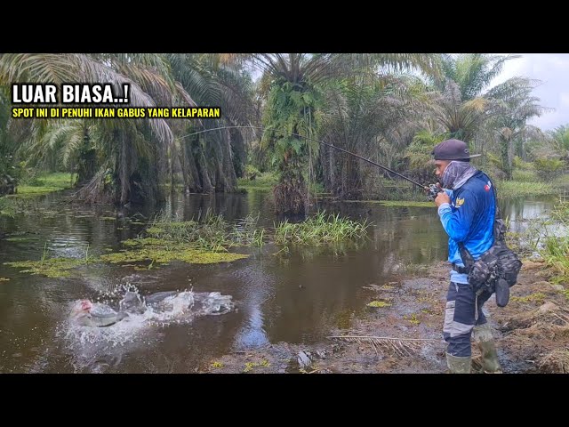 HOW EASY IT IS TO FISH FOR SNAKEHEAD WHEN THE WATER STARTS RECEDING || CASTING FOR SNAKEHEAD AT T...
