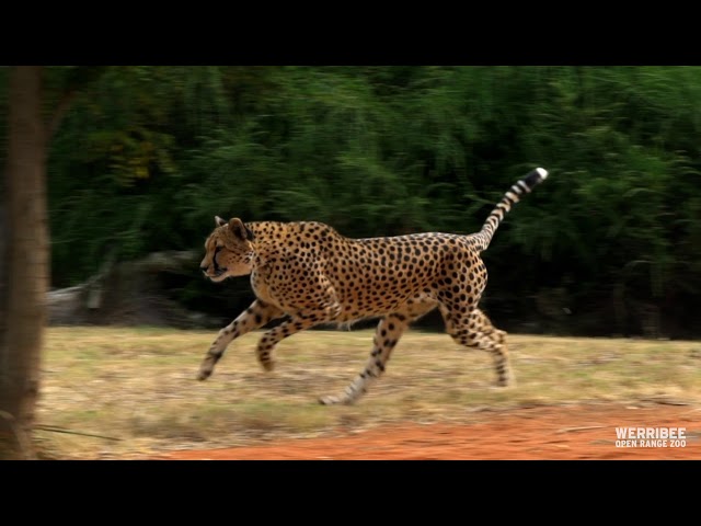 Cheetah Kulinda chases a lure