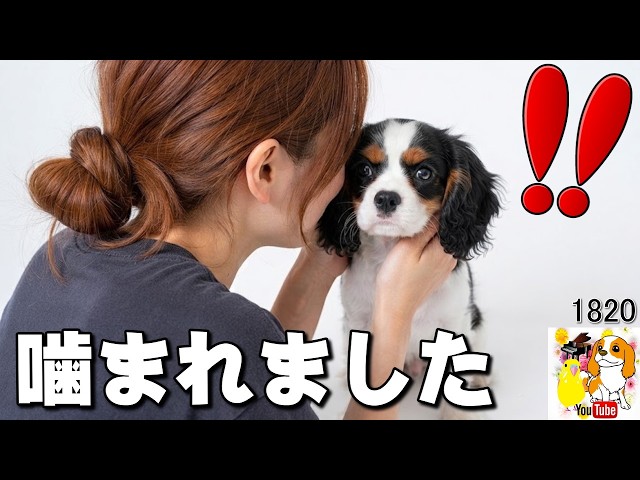 キャバリア 子犬に良し悪しを教えるには❓単純でした...きゃぴあてれび　#1820