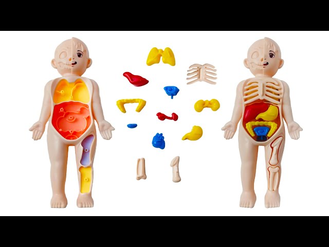 Human Body Organs Puzzle Adventure | Learn Internal Organs Easily! | Heart, Lungs, Stomach & More!