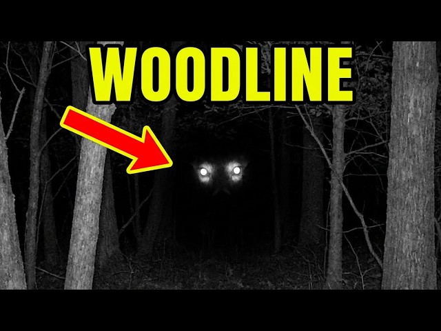 Live Woodline Cam: Deer, Birds & Backyard Wildlife