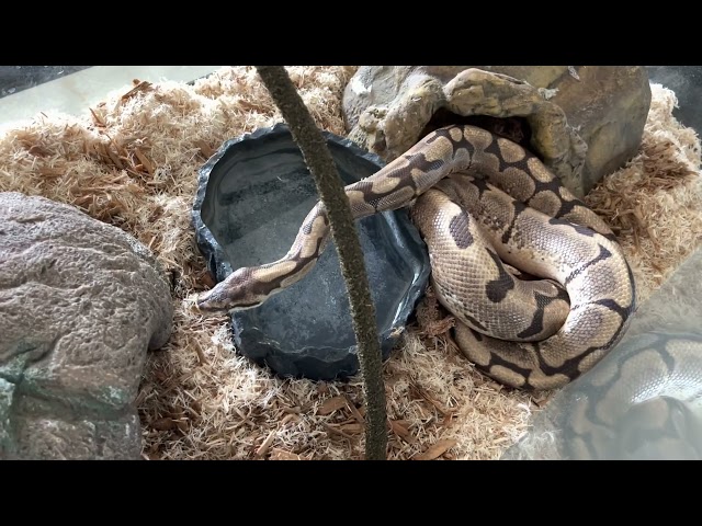 Meet Mr.Snake - Kitchener a Python currently available for adoption! 5/9/2022 12:09:35 PM