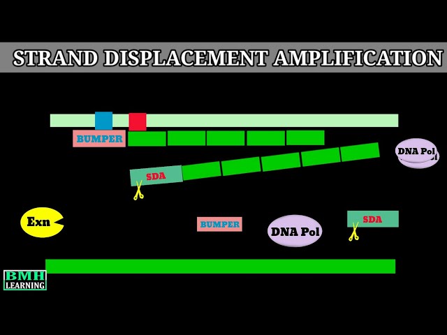 Strand Displacement Amplification | DNA Strand Displacement |