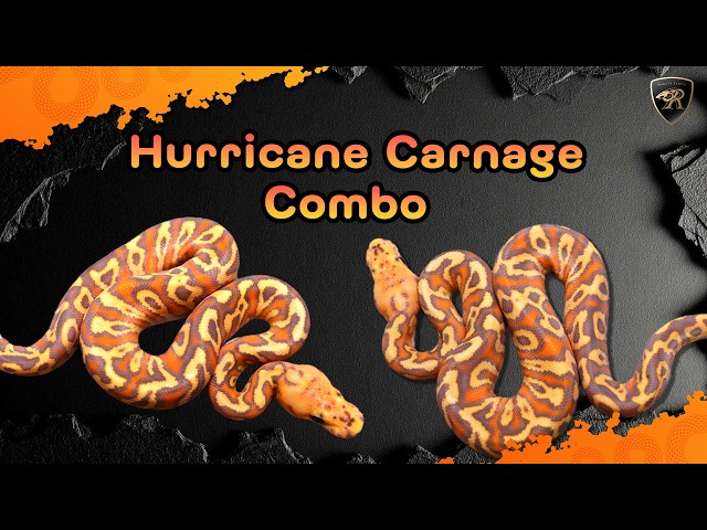 Hurricane Carnage Combo Top Picks #realityballpython #ballpython #exotic