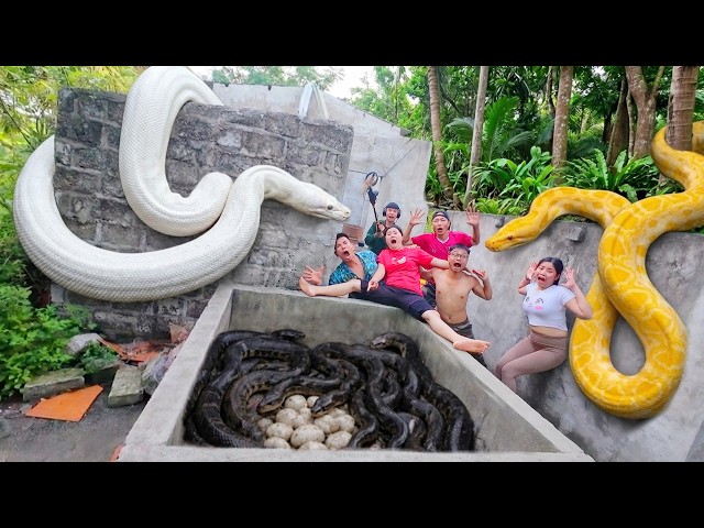 Brave Soldiers Use High-Tech Snake Detectors to Locate Giant Python Nest