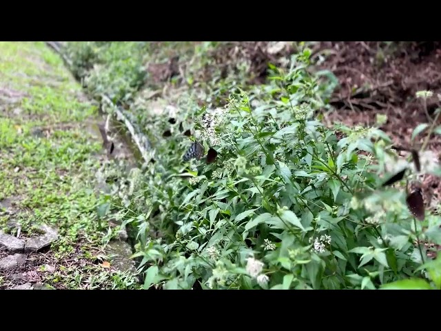 茂林國家風景區賞蝶最新蝶況113 10 6