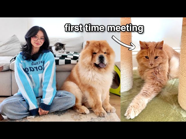 Introducing our Chow Chow and Cats to Senior Cat *Their Reaction*