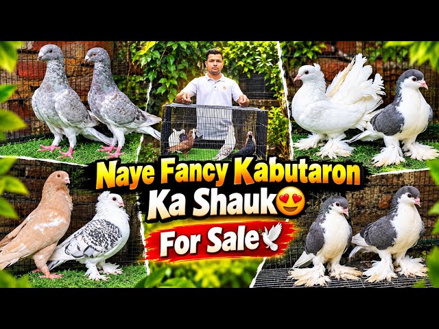 My New Fancy Pigeons!😍🕊