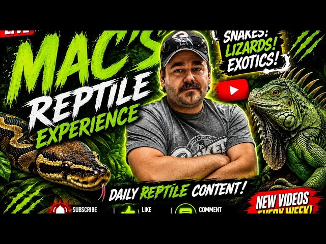 The Most Dangerous Animals in One Collection