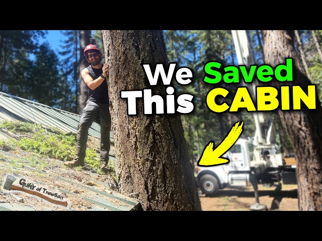 These HUGE TREES Were DESTROYING This Cabin!