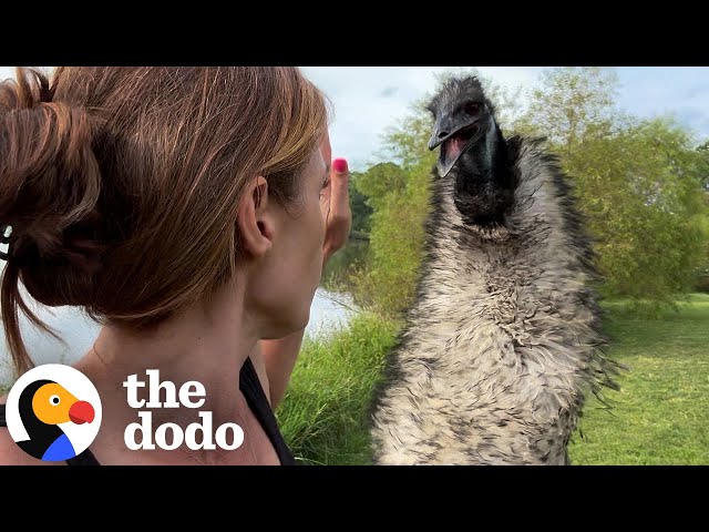 Clingy Emu Crosses A Pond Just To Be Closer To Her Dad  | The Dodo
