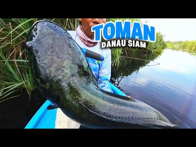 TOMAN FISHING‼️IT'S NOT WRONG WHEN PEOPLE SAY THIS SPOT IS A NEST FOR TOMAN FISH