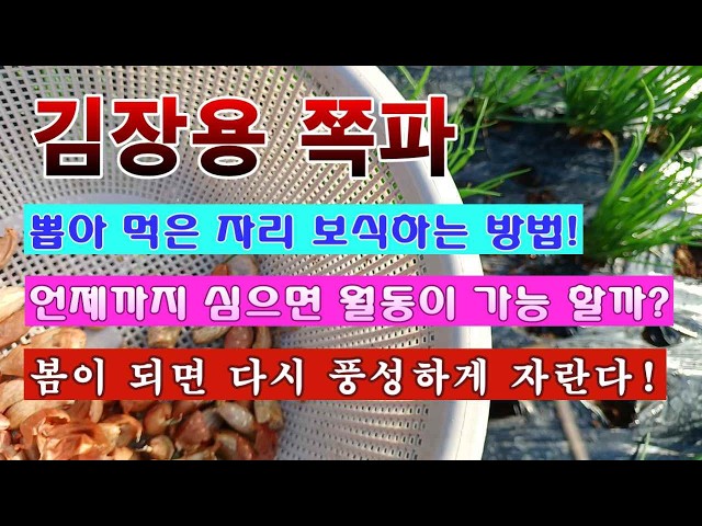 [Kitchen Gardener 2,948] How to replant scallions in empty spots after harvesting! Abundant growt...