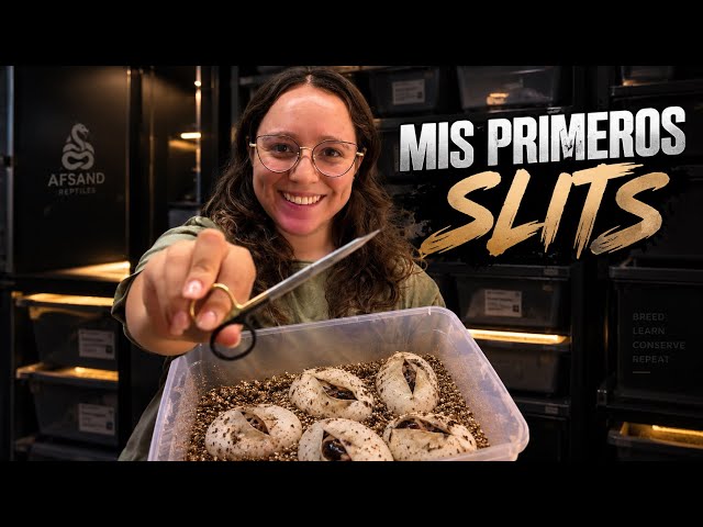 What came out of this clutch? My FIRST SLITS in the breeding facility | Afsand R.
