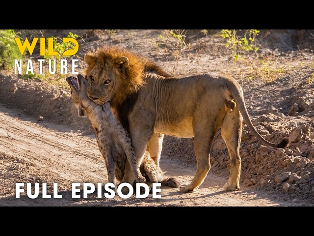 African Savannah: Survival Battle from Deserts to Grasslands (Full Episode) | Animal documentary