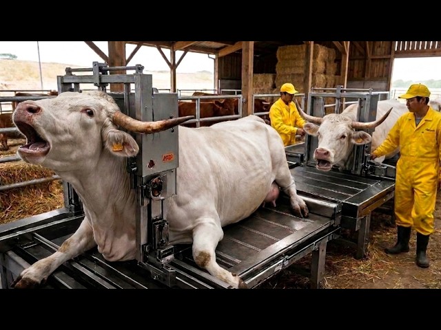 Secret Factory Process: Turning White Horn & Leather into Luxury Products#Video