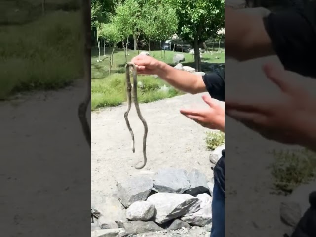 Snake in River