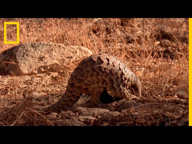 Muy CURIOSO: ¿Cómo se alimenta el PANGOLÍN? | National Geographic en Español