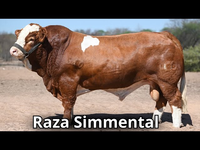 Simmental cattle breed. The second most popular breed in the world.