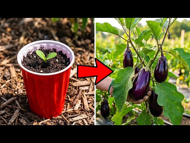 Just Simple Used Coffee Ground! Your vegetables will grow like crazy from seedling to harvest