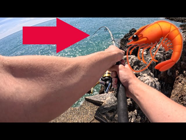 J’ENCHAÎNE les POISSONS avec une CREVETTE en APPÂT! PÊCHE EN MER DU BORD