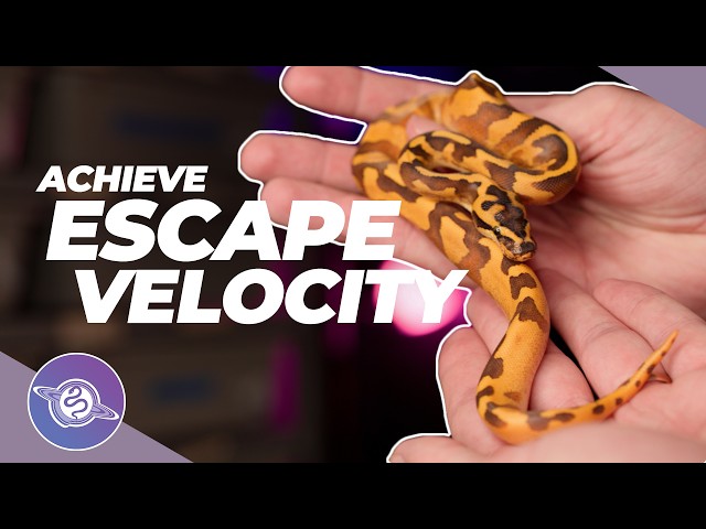 Never FALL BEHIND in Ball Python Breeding Projects | #ballpython #snake #reptiles