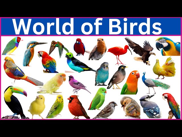Meet 220 Incredible Colorful Birds with Names, Images, and Videos