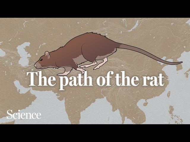 Rats followed us all over the world, but where are they from?