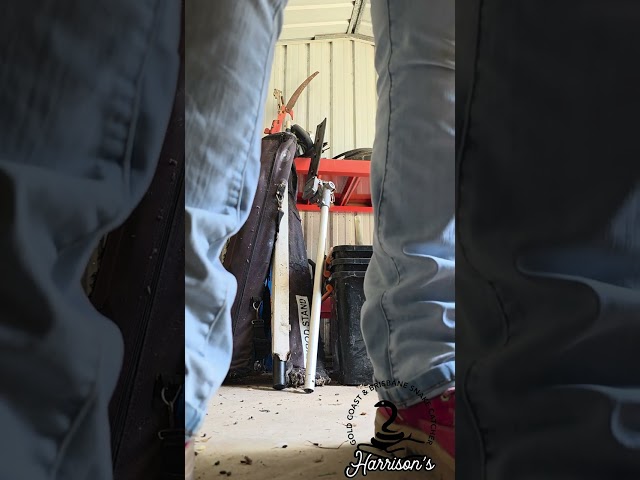 Eastern brown snake in south McLean 