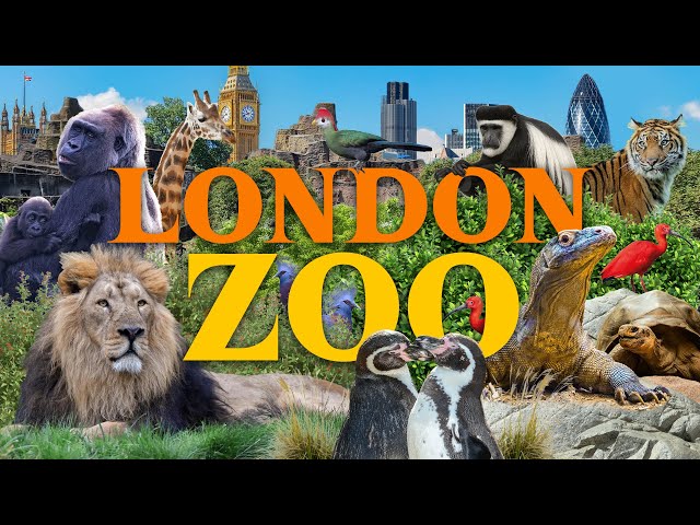 London Zoo - A Must-See in London? | Zoo Review