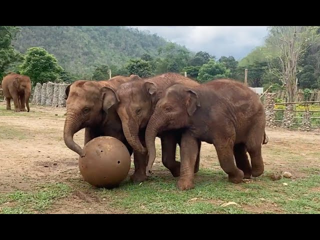 Top Ten Baby Elephants at Play 2024! - ElephantNews