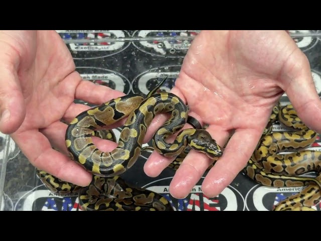 26bpC105 just hatched!