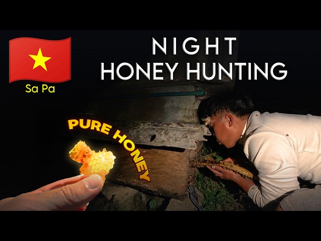 Hunting wild honey from bees in pure darkness without protective gear Sa Pa Vietnamese village