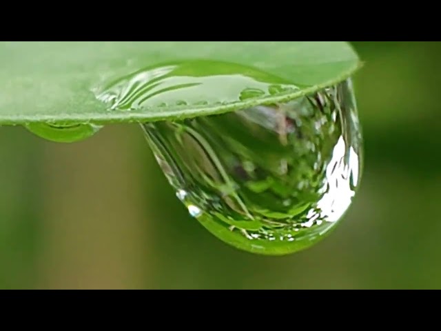 Morning Dew, A Fleeting Beauty