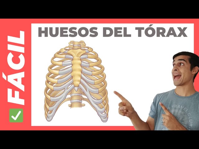 ✅ Bones of the THORAX (sternum and ribs) Anatomy