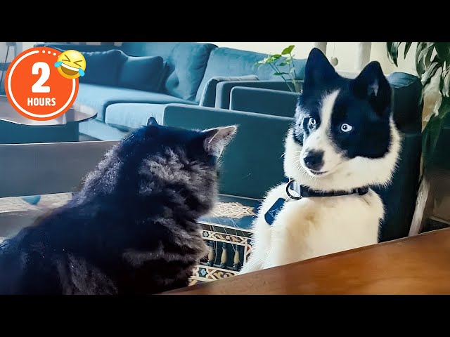 CLASSIC Dog Videos! 🐶 🤣 | 2 HOURS of FUNNY Clips