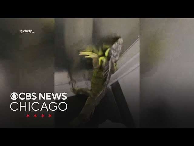 Iguana gives FedEx worker more than they bargained for