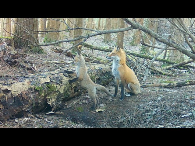 Fox Pup Hunting Lessons & Mom Red Fox Catches Fresh Muskrat for Her Pups