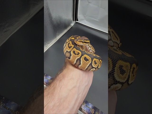 My first Dh monsoon pied pos het ultramel #ballpythons #snake #rikersreptiles #snakesforsale