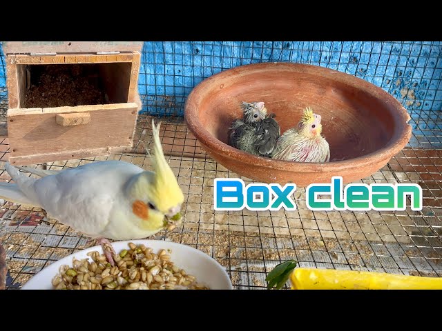 Cockatiel Breeding Box Cleaning Process | how to clean cockatiel breeding box |