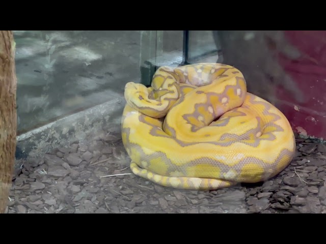 Columbus Zoo Asia Quest Snake Clip (PLEASE READ DESCRIPTION…………………………………………….. ……………………………………………………)