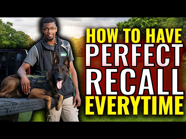 How To Have Perfect Recall With Your Belgian Malinois or Any Dog Every Time
