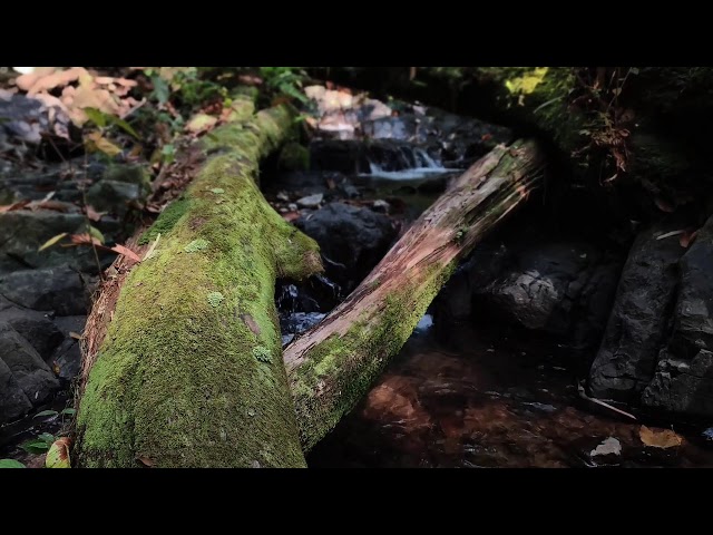 Relaxing Music, Sleep Music, Water Sounds, Meditation Music, Healing Piano for Tranquility & Balance