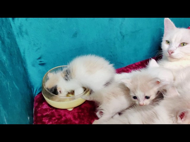 Cat Lisa and her beloved kittens.
