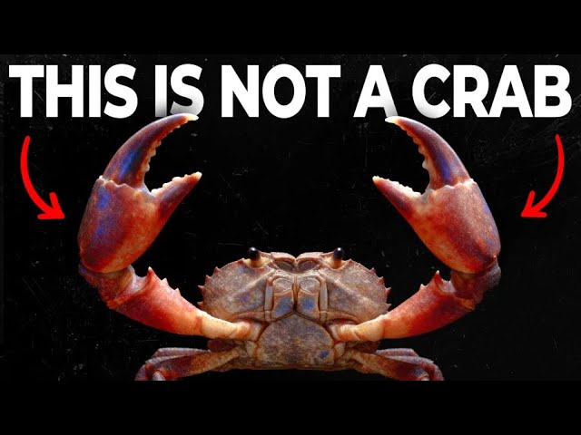 Why Do Animals Keep Evolving Into Crabs?