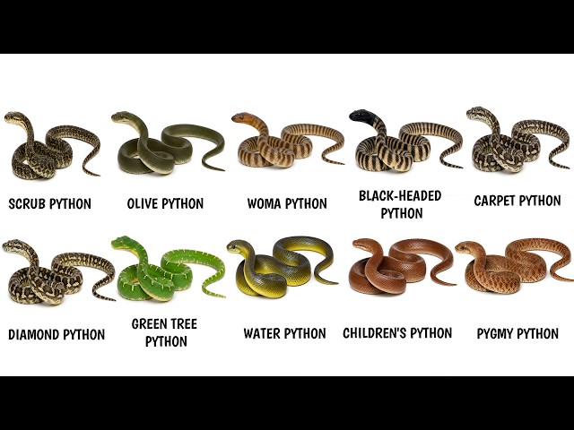 Every Python in Australia EXPLAINED