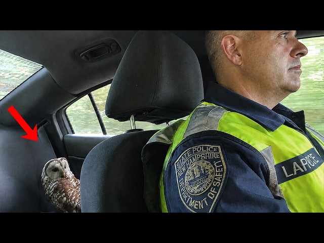 When Hilarious Animals Decide To Mess With The Cops! 🤣 👮Funnniest Animal Videos