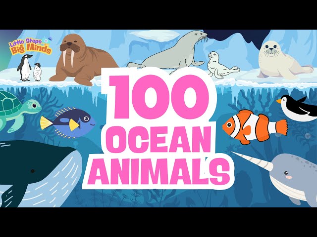 100 Ocean Animals for Kids | Learn the Different Creatures under the Sea