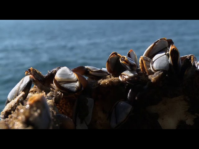 Barnacles opening themselves on the shore 🔴